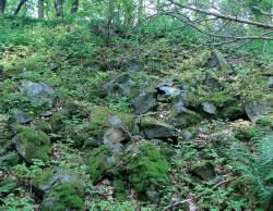 wielkości tworzących gołoborze głazów, w siedlisku pojawiają się pojedyncze krzewy (zwykle malina pospolita Rubus idaeus lub inne gatunki jeżyn) i niskie drzewa jarzębiny.