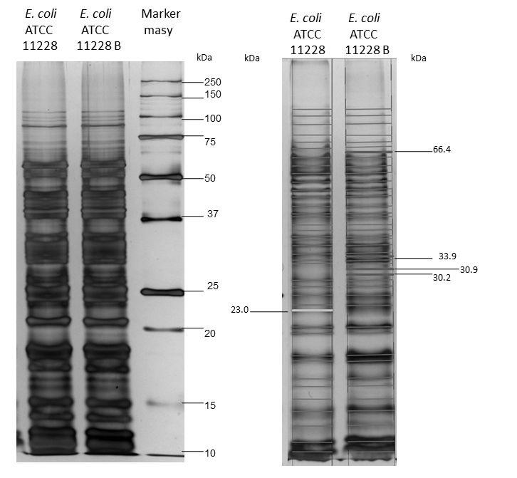 Nr 1 Aktywność nanokompozytów srebra na białka E. coli 243 Ryc. 2. Rozdział elektroforetyczny SDS-PAGE oraz analiza mas molekularnych białek OMPs szczepu E. coli ATCC 11228 i E.