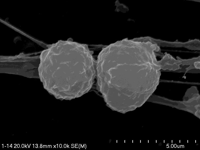 Sca-1 + Lin - CD45 - BM-derived VSELs are viable and diploid cells Scanning Electron Microscopy (SEM) Zuba-Surma, et. al.