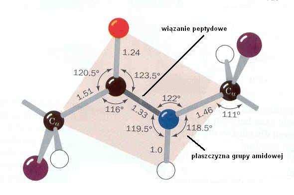 L-AMIKWASY EAKJE Z IYDYĄ EAKJE 2 + 3 EAKJE Z ALKLAMI 1 GUPA AMIWA + + 2 + 3 2 + PEPTYDY ŁAŃU BZY 3 + ' 3 ' + 2 EAKJE Z