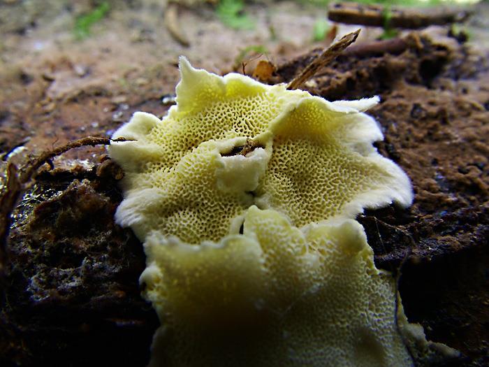 naturze) Pycnoporellus