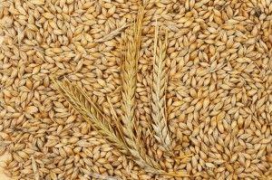 .pl https://www..pl rolniczych ryczałtowych, które uzyskują zryczałtowany zwrot podatku VAT przy sprzedaży produktów rolnych, a koszty środków do produkcji i usług ponoszą łącznie z podatkiem VAT.