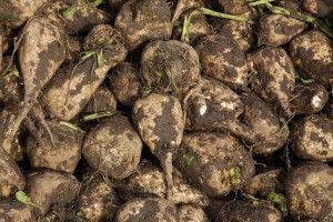 .pl https://www..pl do 66 zł/dt i uzyskuje się dochód w wysokości 398 zł, a wraz z dopłatami 1408 zł/ha, co daje opłacalność 139%.