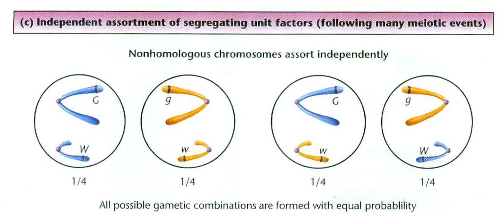 Geny i chromosomy } Niezależne dziedziczenie alleli różnych genów niezależna segregacja