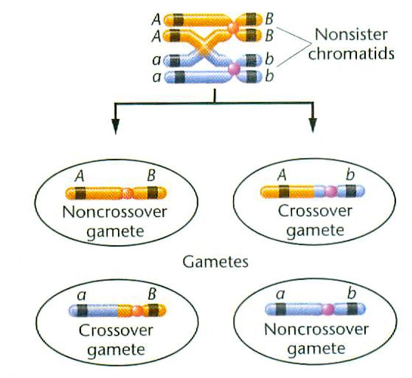 Sprzężenie } Crossing-over (rekombinacja chromatyd niesiostrzanych) Dla 2 genów: 2 równoliczne klasy gamet rodzicielskich 2 równoliczne klasy gamet