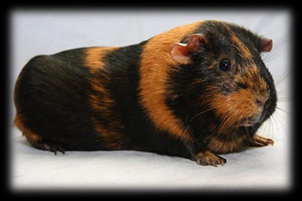 4.Znaczenia Głowy 15 5.Znaczenia Ciała 15 6.Kolor 15 21. Brindle Rozmieszczenie barw: na całym ciele równomiernie wymieszane pojedyncze włosy w obu kolorach.