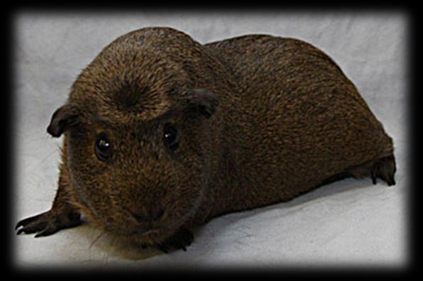 33. Crested Znaczenia oraz wielobarwne. ciała. Nie dłuższe niż 3 cm. Na głowie świnki znajduje się rozetka (korona). 4.Pozycja Korony 15 5.Kształt oraz Cent. 15 6.