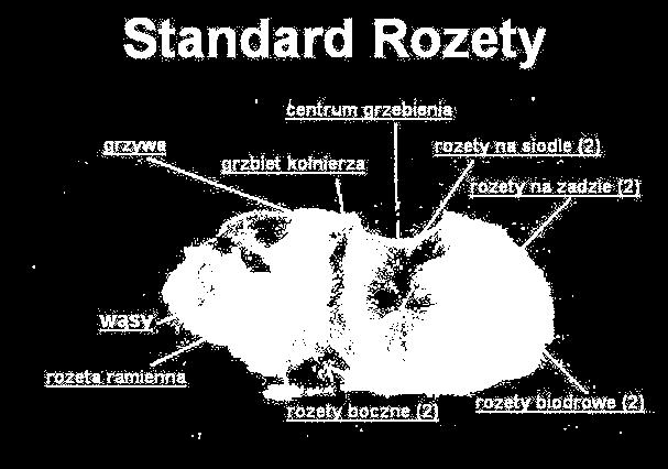 W futrze nie ma rozetek (wirków) ani przedziałków, które by