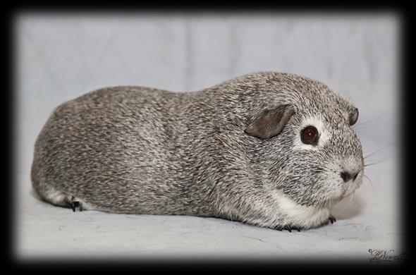 Standard C 51. Chinchilla 4.Ticking 15 5.Kolor Brzucha 15 6.Kolor spodni 15 Jest gładkie, błyszczące i przylegające do ciała. Nie dłuższe niż 3 cm.