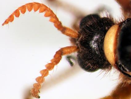 NOWE STANOWISKA CTENOPHORA (CNEMONCOSIS) FESTIVA W POLSCE Samica C.