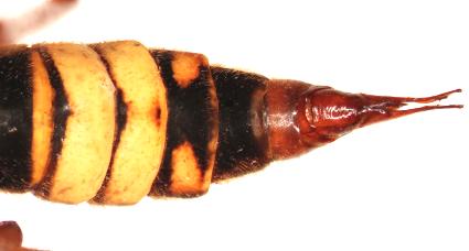 Female of C. ornata, head and part of thorax laterally (phot. A.
