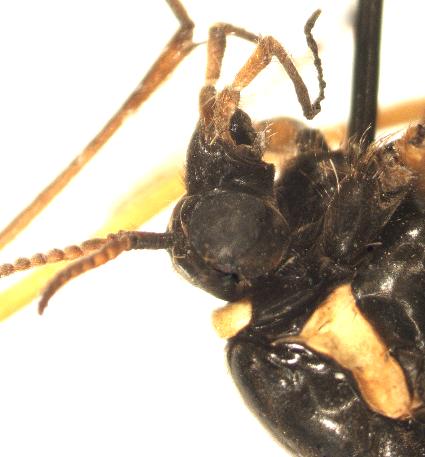 2. Female of C. ornata, head dorsally (phot. A. MALKIEWICZ ) Fot. 4.