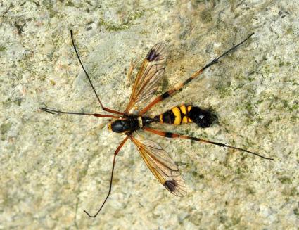Female of C. ornata, abdomen dorsally (phot. A. MALKIEWICZ ) Fot. 6.