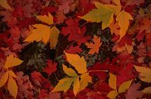 Jesienne ciekawostki... Dlaczego jesienią liście zmieniają barwę? Zielony barwnik liści powstaje w wyniku działania promieni słonecznych.