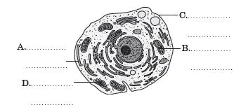 Zadanie 8. (0-2) W komórkach roślinnych wakuole (wodniczki) są zwykle duże i nieliczne. Są one otoczone tonoplastem i wypełnione sokiem wakuolarnym (komórkowym).