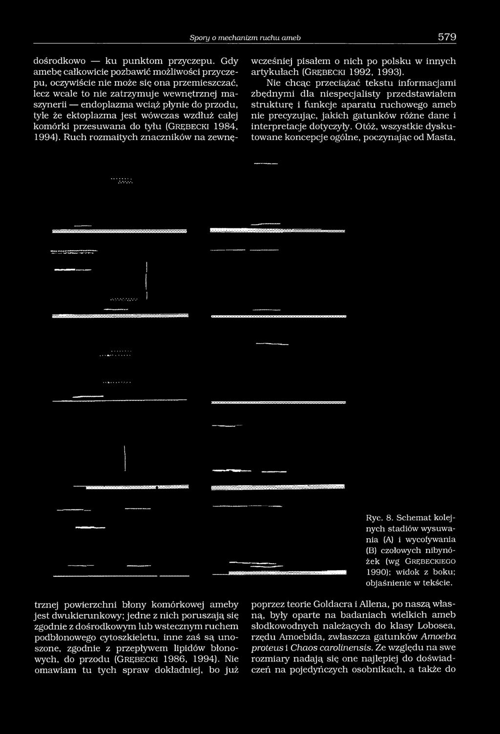 ektoplazma jest wówczas wzdłuż całej komórki przesuwana do tyłu (Grębecki 1984, 1994).