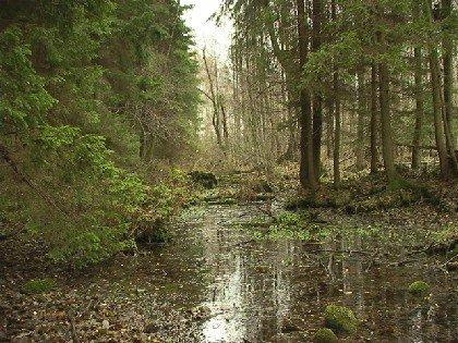 Park Krajobrazowy Puszczy Knyszyńskiej otrzymał imię prof. Witolda Sławińskiego, profesora Akademii Medycznej w Białymstoku, biologa i krajoznawcy.