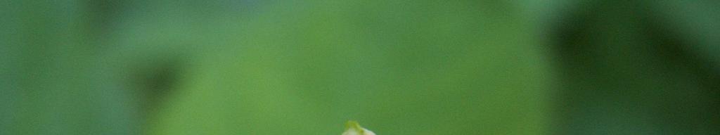 Niecierpek drobnokwiatowy Impatiens parviflora