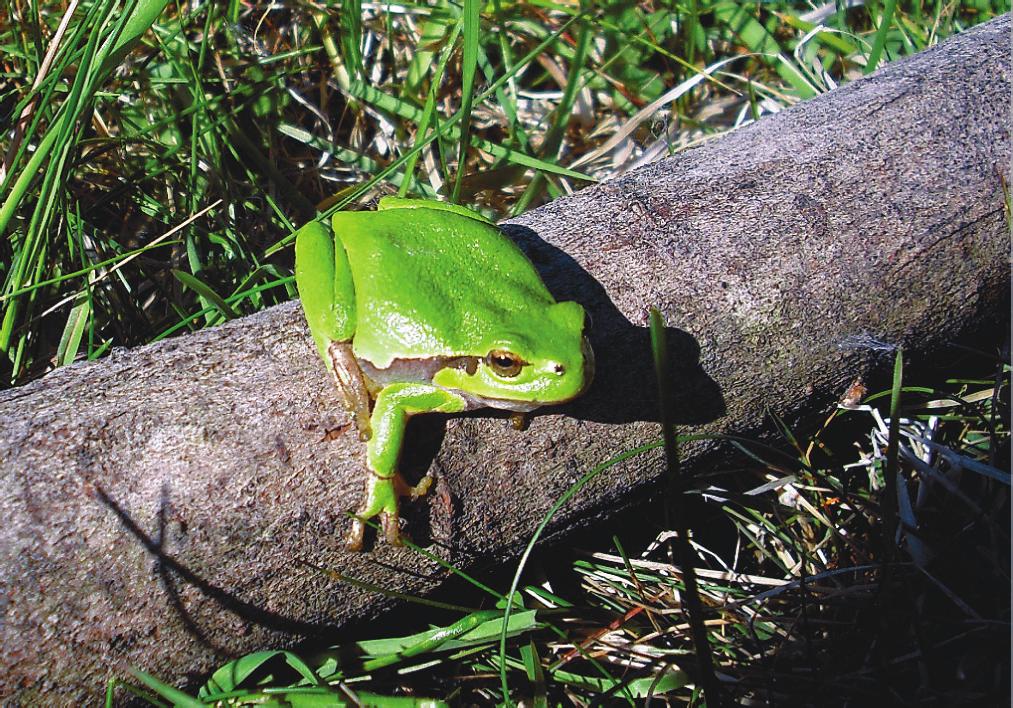 Powidzki