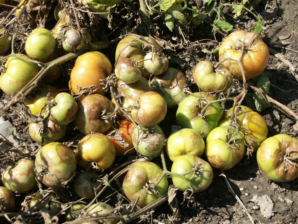 Zaraza ziemniaka na pomidorze objawy na owocach Zaraza ziemniaka na pomidorze objawy na owocach w polu 4.