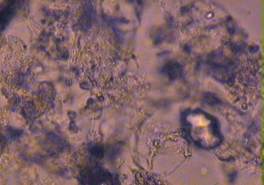 Dezintegracja osadu nadmiernego suchym lodem powodowała uwolnienie materii organicznej wyrażonej wartością ChZTCr.