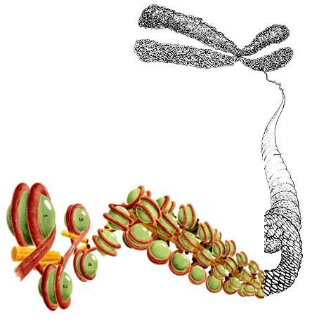 Mechanizmy molekularne odpowiedzialne za procesy epigenetyczne Metylacja DNA Histony: warianty histonowe modyfikacje