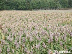 .pl https://www..pl Sorgo ziarnowe białe. (Foto: AgroFoto.