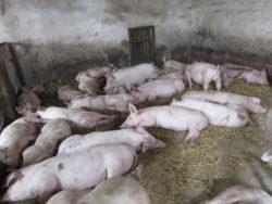.pl https://www..pl odpowiednią liczbę poideł na wysokości umożliwiającej swobodne jej picie. Istotne jest, aby liczba poideł zaspokoiła pragnienie zwierząt bez konieczności walki o dostęp do niej.