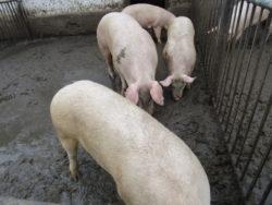 .pl https://www..pl ściółkę, co wywołuje liczne biegunki i inne choroby ostrzega Piotr Baliński.