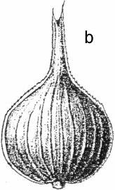 170 M. Szczepanik-Janyszek Carex appropinquata Schum. Carex appropinquata Schum. 1801 in Enum. Pl. Saell. 1: 266, Asch., Graeb. 1902 in Synopsis 2: 44, V. Kreč. 1935 in Fl.