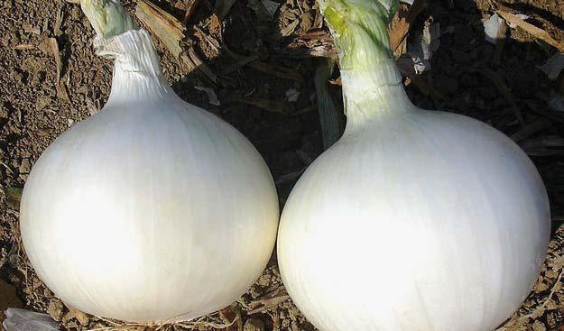 Red Mech polecamy szczególnie do obierania. Kolor jest intensywny z mocnym połyskiem. Cebula jest bardzo dobrze wybarwiona w środku. Norma wysiewu ok. 2,5 kg/ha.