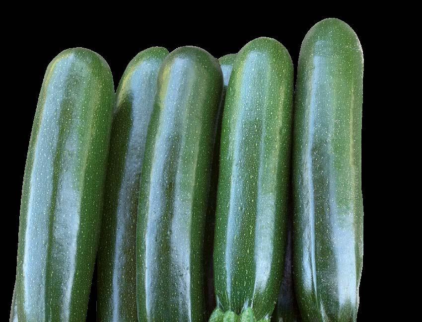 Dynia zwyczajna (cukinia) Verdi F1 odmiana wczesna owoc długości 20-22 cm Wysokoplonująca odmiana o ciemnozielonych, prostych, błyszczących owocach, o regularnych kształtach.