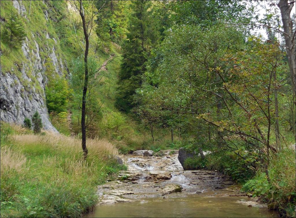 RYC. 1. Wąwóz Homole, potok Kamionka, 610 m n.p.m. miejsce występowania Wiedemannia hygrobia. FIG. 1. Homole Gorge, Kamionka stream, 610 m habitat of Wiedemannia hygrobia.