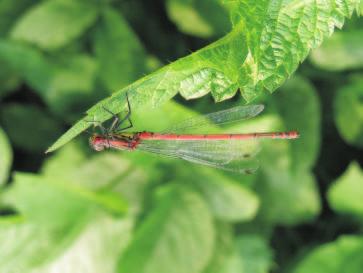 Ryc. 8.1.3. unica czerwona Pyrrhosoma nymphula (Fot. P. Buczyñski) Fig. 8.1.3. Red large damselfly Pyrrhosoma nymphula (Photo P.