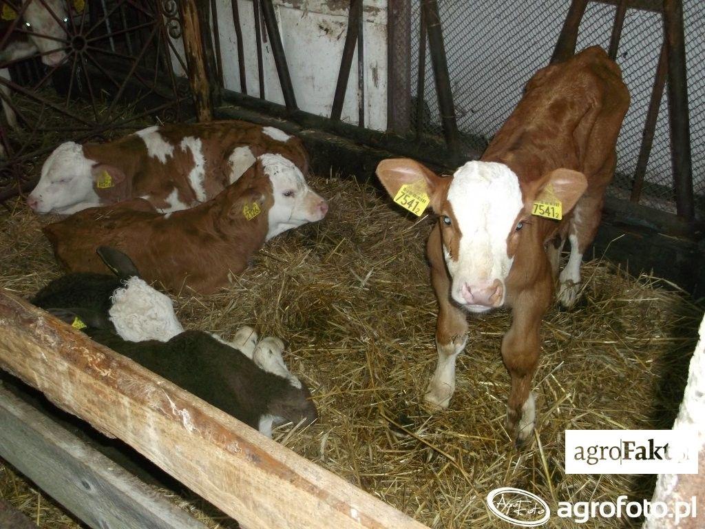 https://www. Buhajki mogą osiągać nawet 2,5 kg przyrostu dziennego. (fot. AgroFoto.