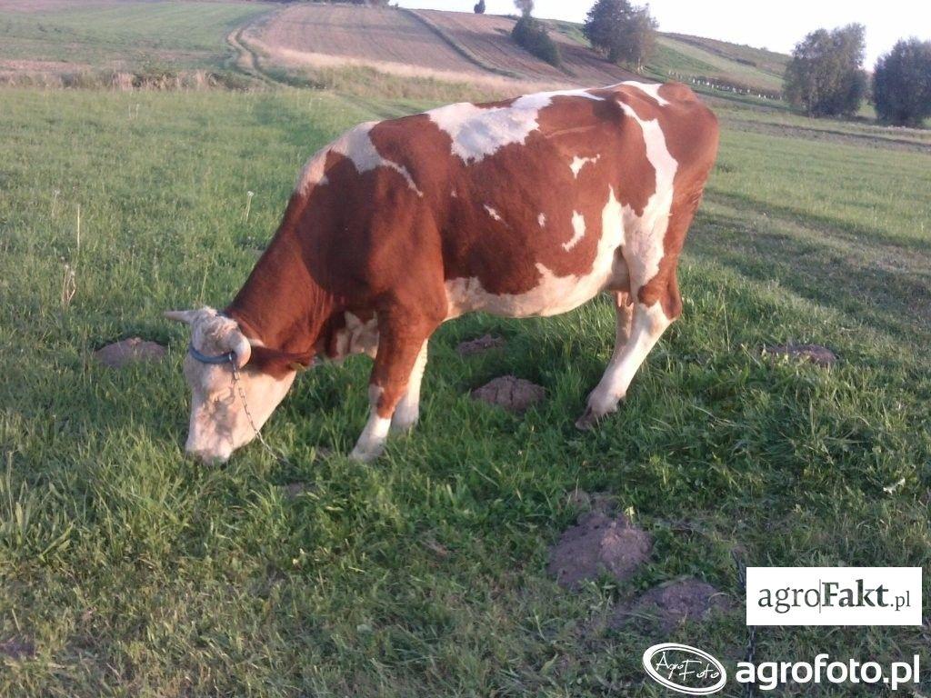 https://www. Simentale znakomicie wykorzystują nawet słabej jakości pastwiska. (fot. AgroFoto.pl, użytkownik; paulmagnus) Jest to rasa bardzo dobrze wykorzystująca pasze objętościowe.