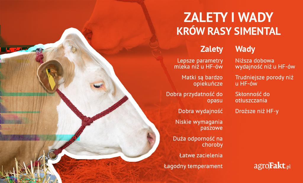 https://www. 4. Droższe niż HF-y Na koniec wskazać należy również koszt zakupu stada.