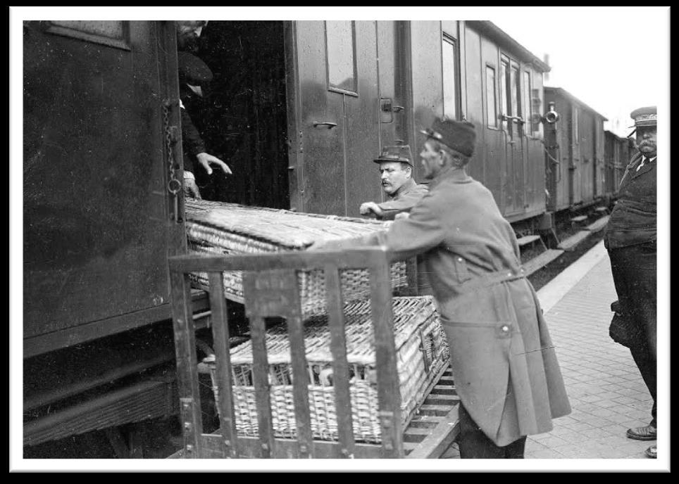 W czasie bitwy pod Verdun łączność za pomocą gołębi pocztowych oddała nieocenione usługi. Powinno się, więc dążyć do jej rozpowszechniania i zastosowania.