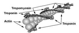 i białka pomocnicze) miofilamenty grube