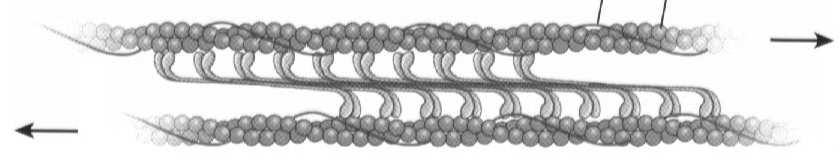Kompleks kalmodulina-ca aktywuje kinazę lekkich łańcuchów