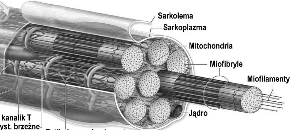 kanaliki T, siateczka sarkoplazmatyczna glikogen, mioglobina sarkolema (błona
