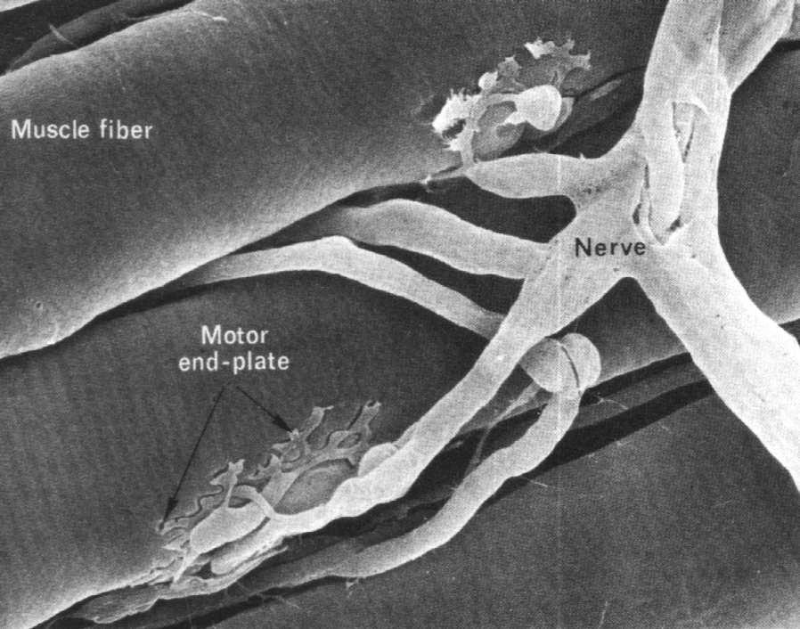 zakończenia włókna nerwowego, płytki motorycznej (synapsa nerwowo-mięśniowa) tak skierowane są wektory sił
