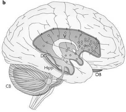 Neuralne komórki macierzyste Lokalizacja: strefa przykomorowa warstwa podziarnista zakrętu zębatego hipokampa (w