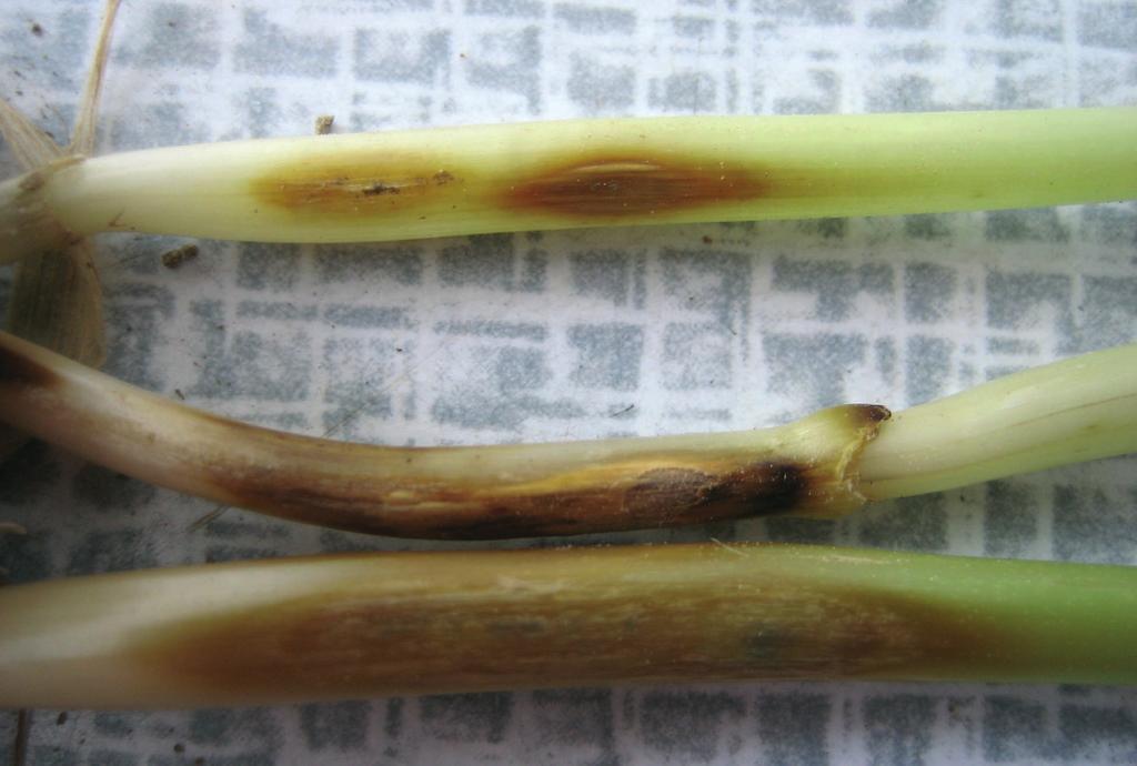 JOURNAL OF PLANT PROTECTION RESEARCH Vol. 49, No.