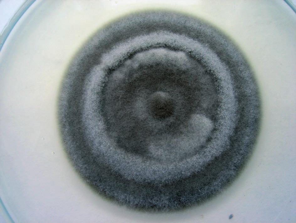 430 Journal of Plant Protection Research 49 (4), 2009 O. yallundae O. acuformis Fig. 4. Morphological differences of Oculimacula cultures 4 weeks after inoculation: a c O.