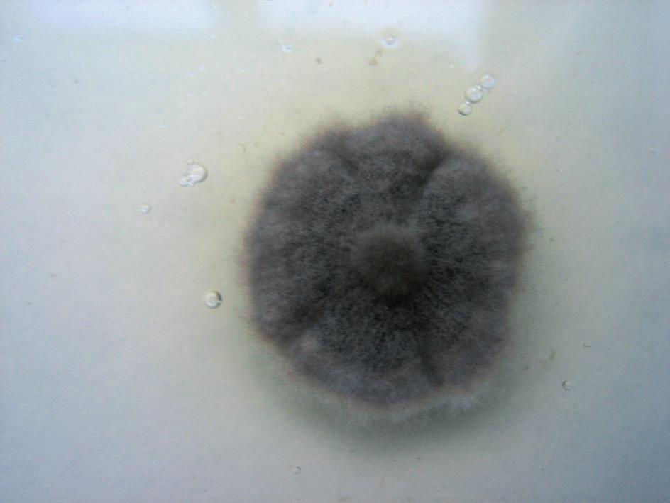 yallundae and O. acuformis is presented.