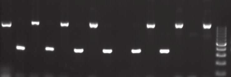 isolates of O. yallunda and 2, 4, 6, 8, 9, 11 isolates of O.