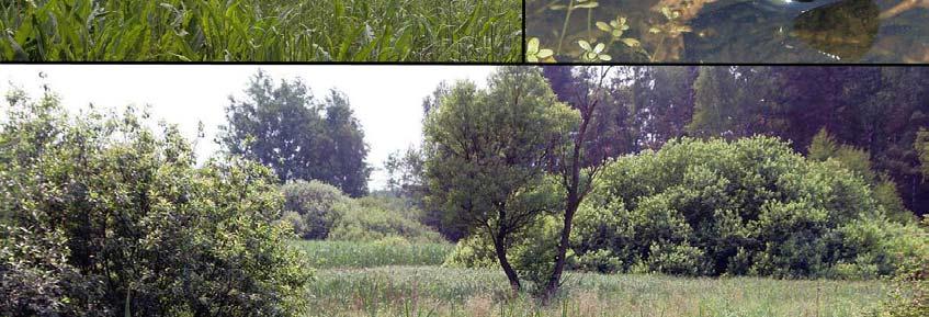 warpie, czyli niskie ale długie hałdy, ułożone w rzędach, jedna obok drugiej. Są one w większości zajęte przez młode zagajniki, zbudowane głównie przez sosnę, osikę i brzozę.