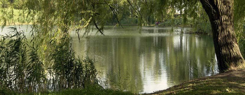 Ponadto rosną tu w formie krzewów pojedynczo lub w małych grupach: lipa drobnolistna, robinia akacjowa, czeremcha amerykańska, jesion wyniosły, głóg jednoszyjkowy i klon pospolity.