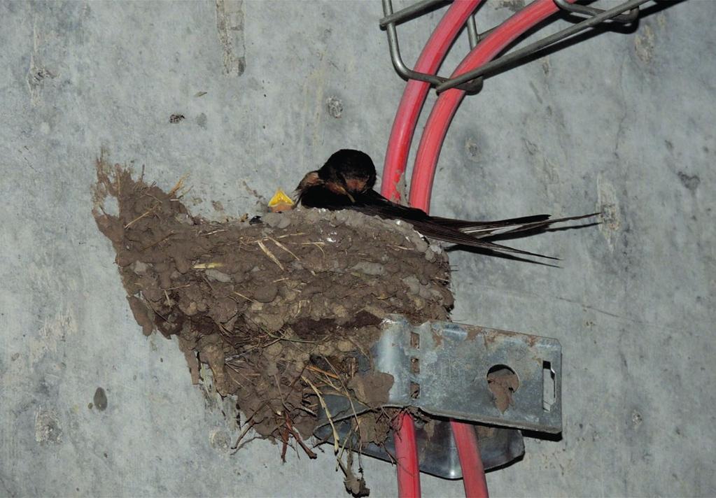 Fot. 1. Gniazdo dymówki z podparciem na kablach i elementach instalacji elektrycznej (fot. A.